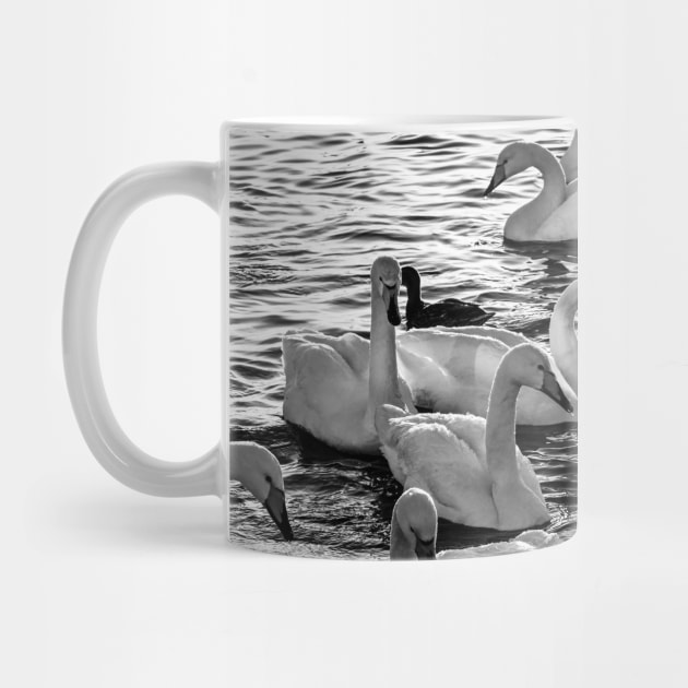 Swan Love B&W by Kate-P-